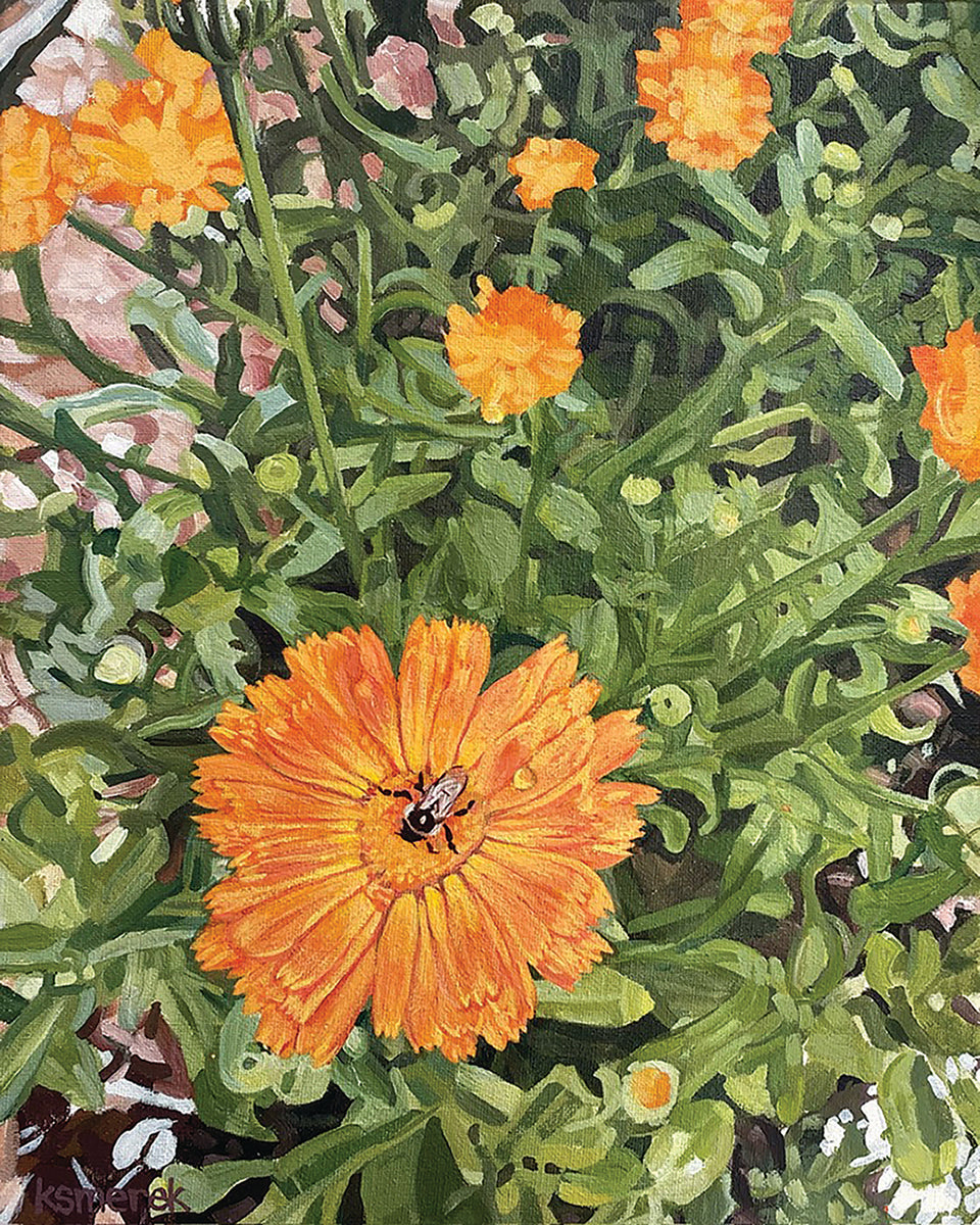 Calendula