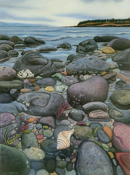 The Whelk Shell