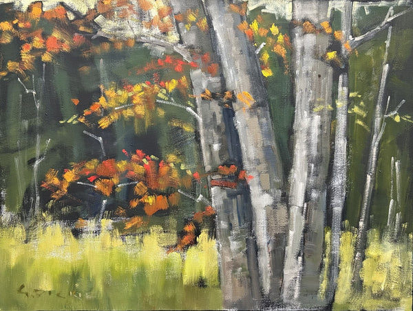 Fall Colour - Maples