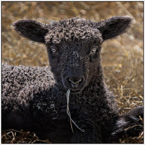 Chewing Some Hay 1/50