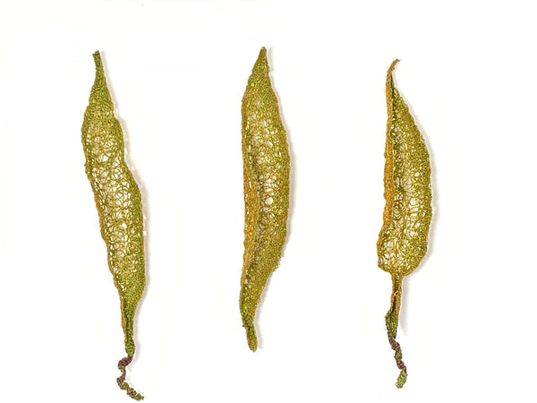 Seed Pod #3