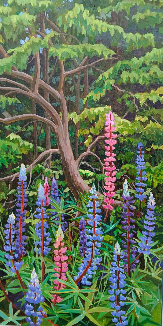 Lupins