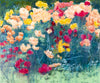 Azaleas