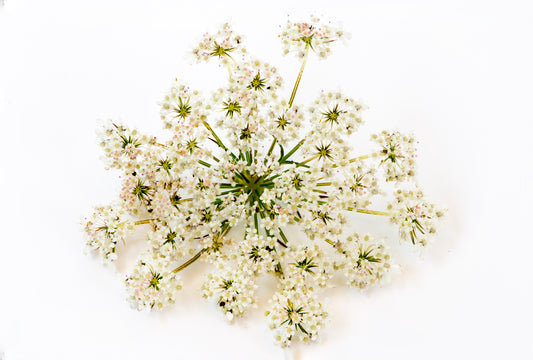 Pimpinella Saxifraga Study