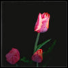 Tulips on Black #7