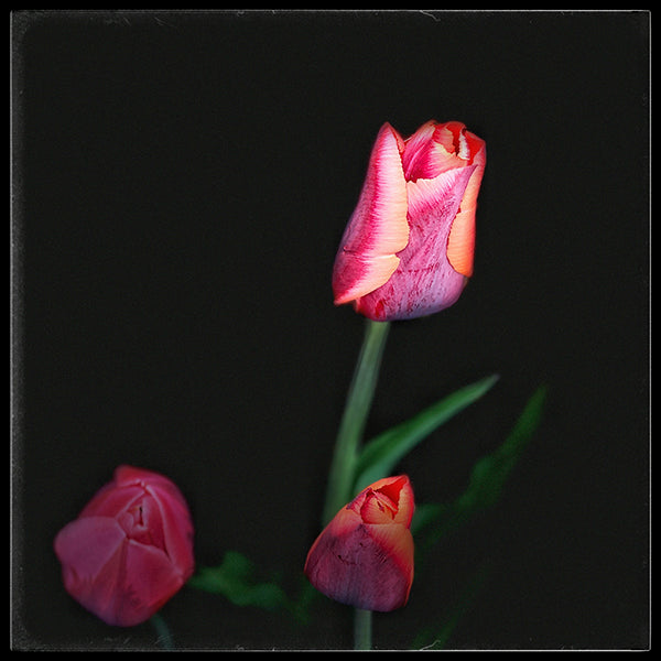 Tulips on Black #7 1/1