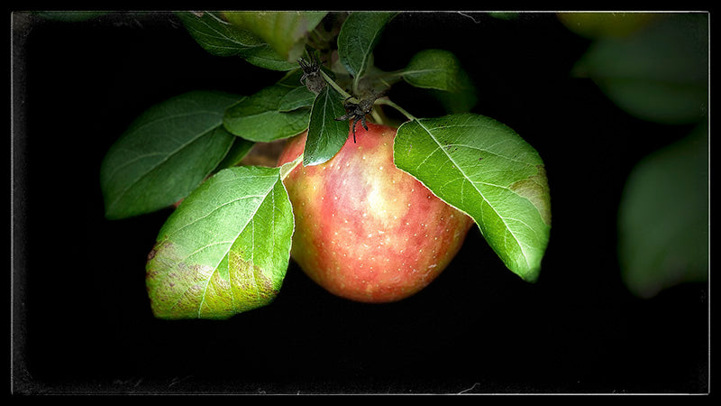 Valley Apples 1/1