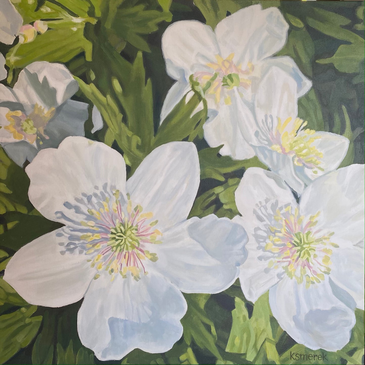 Canada Anemone