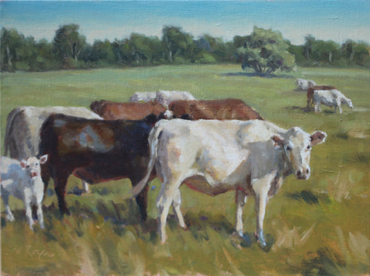 Ceilidh Trail Cows