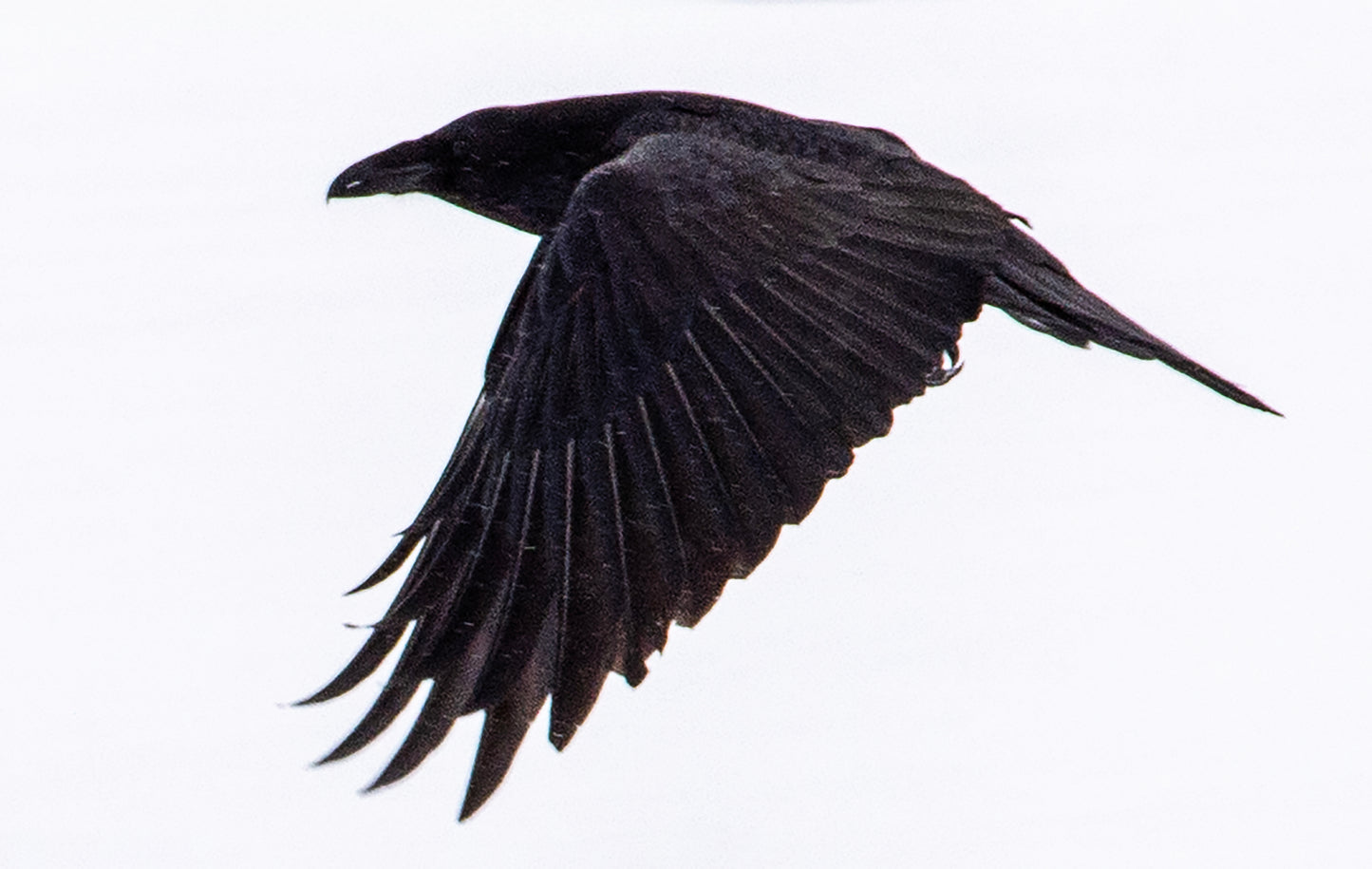 Crow in Flight