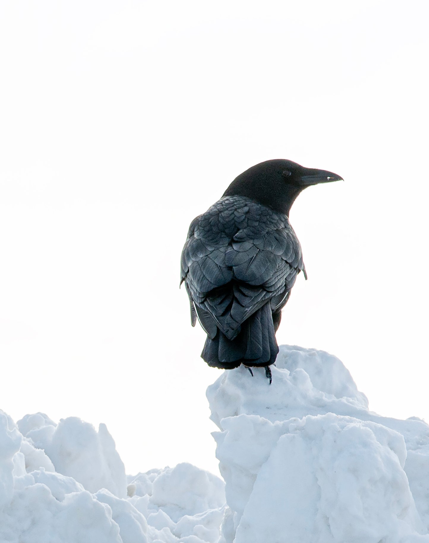 The Watcher