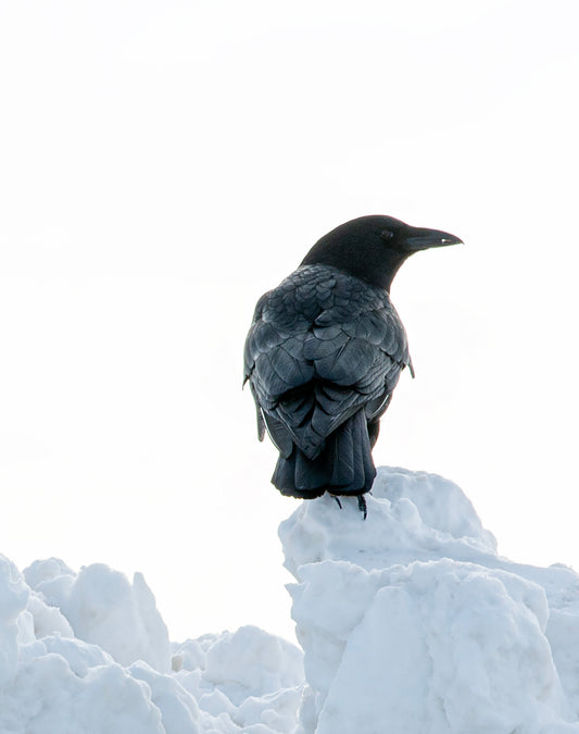 The Watcher