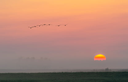 Flight at Sunrise II