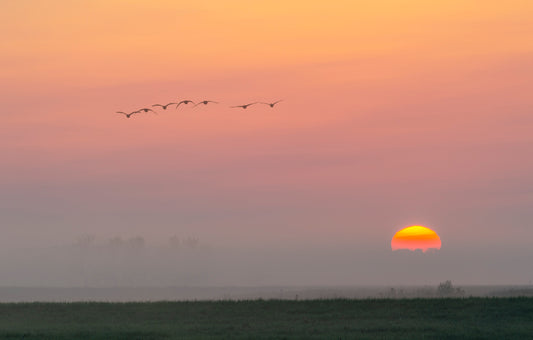Flight at Sunrise II