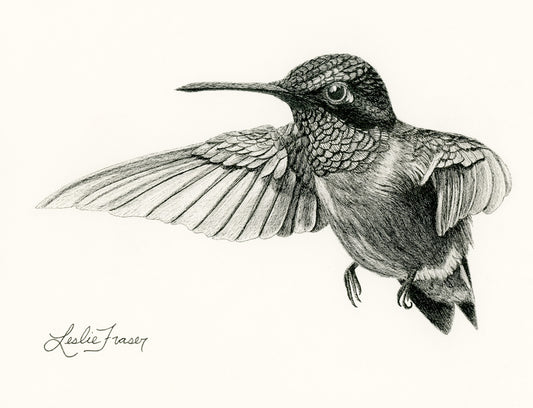 Ruby-throated Hummingbird