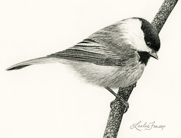 Black-capped Chickadee