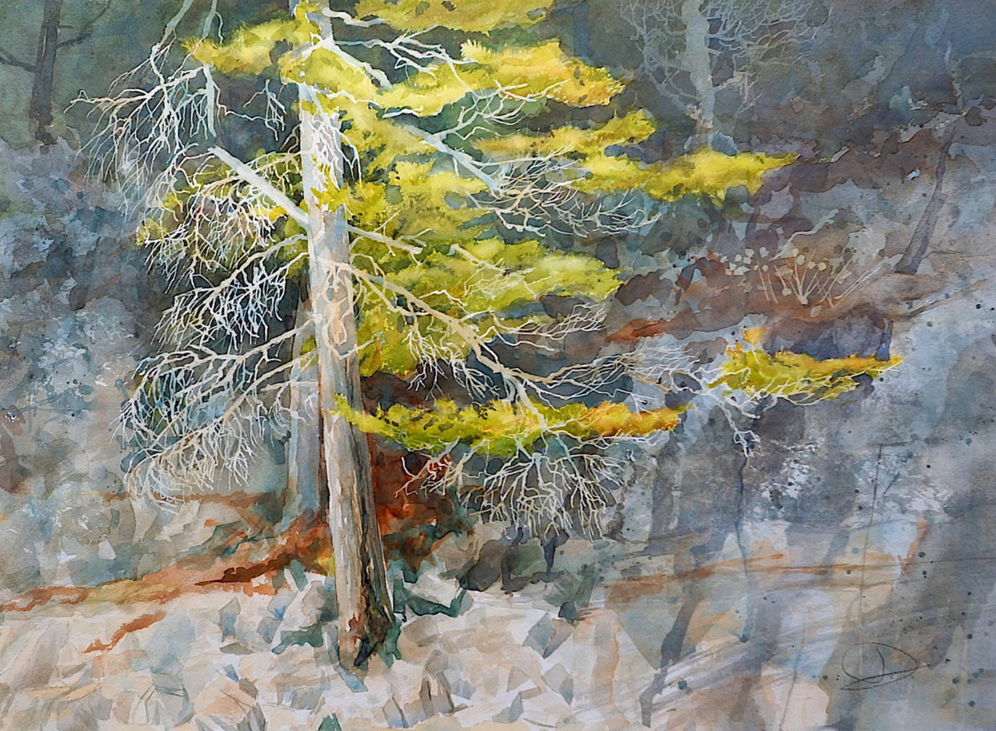 My Pine Tree’s Legacy