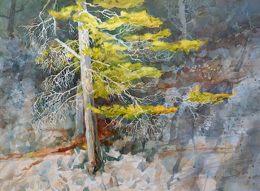 My Pine Tree’s Legacy