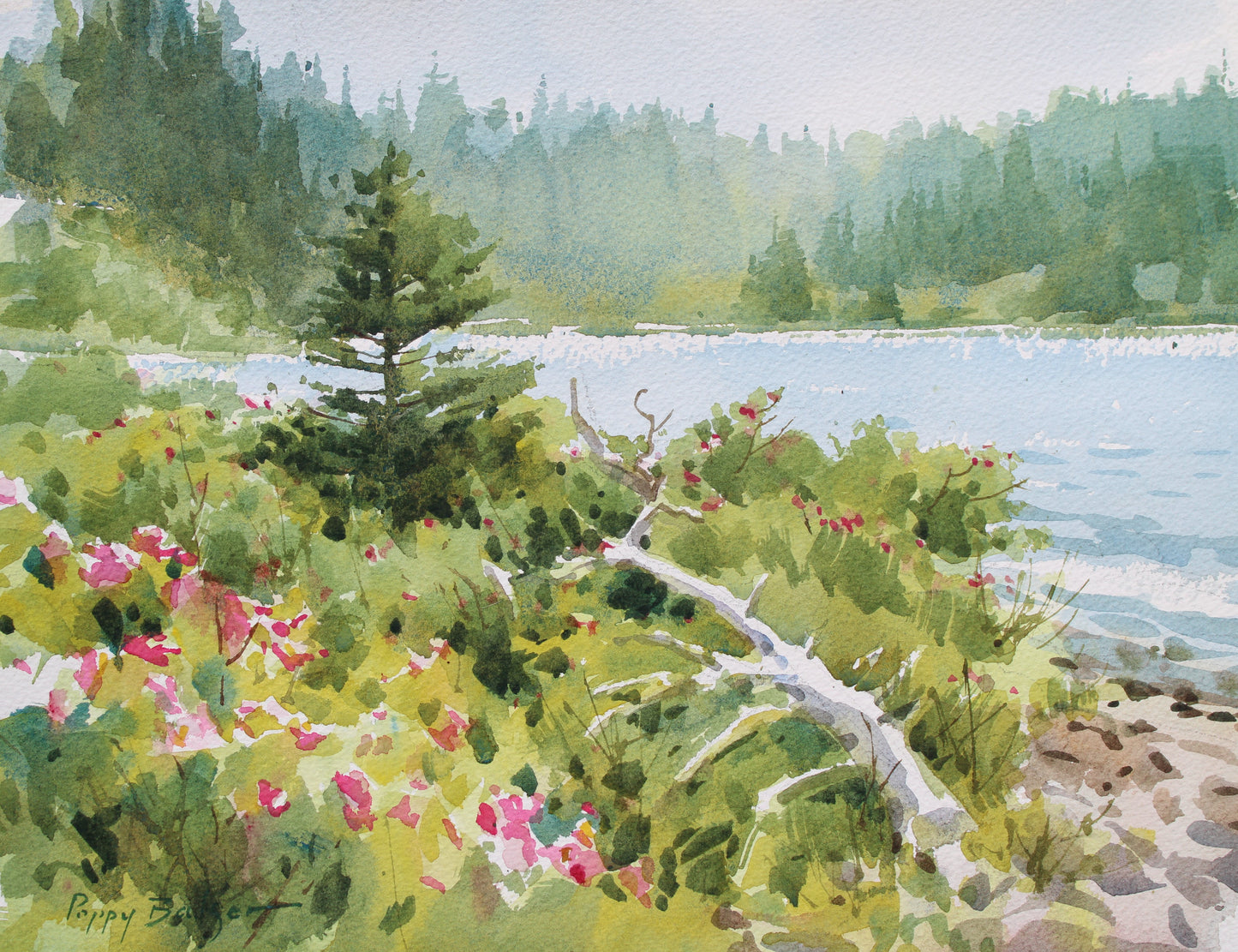 Coming Up Roses in Cape Breton