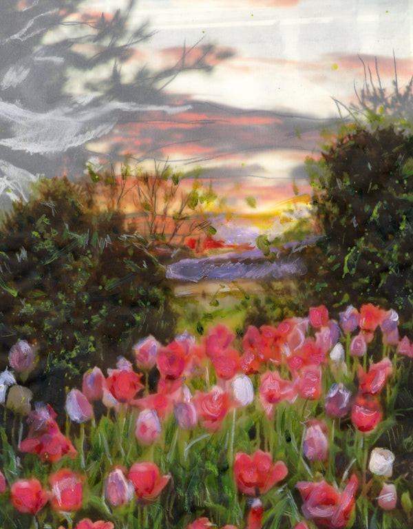 Tulip Fields