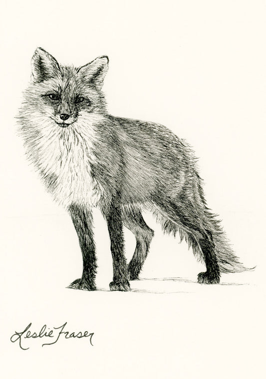 Red Fox