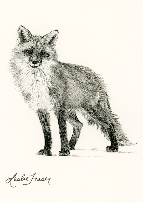 Red Fox