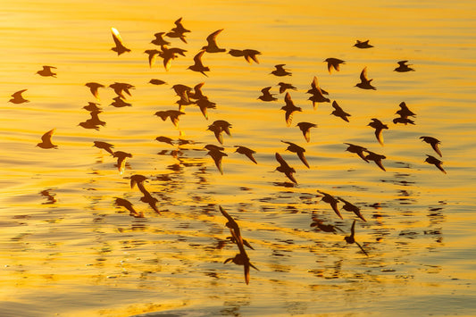 On the Wing at Sunrise