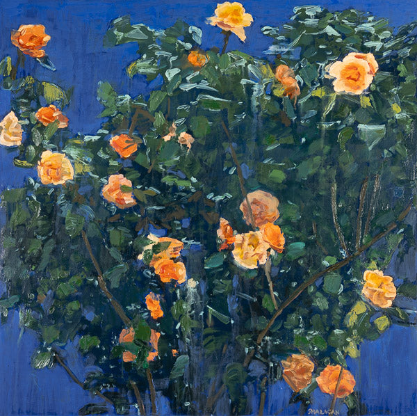 Orange Roses