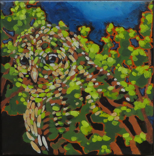 Maple Dark, Owl
