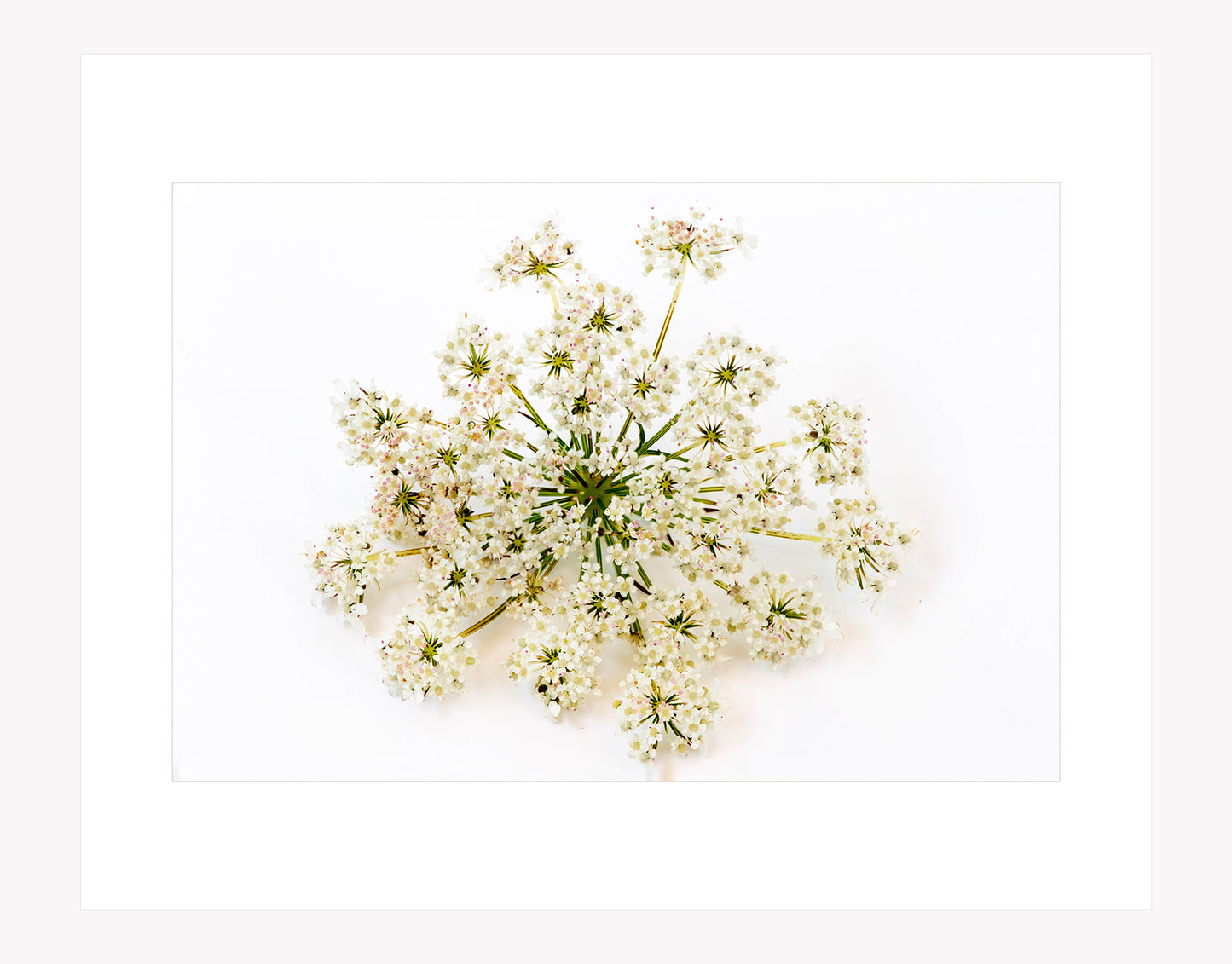 Pimpinella Saxifraga Study