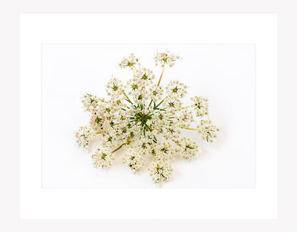 Pimpinella Saxifraga Study