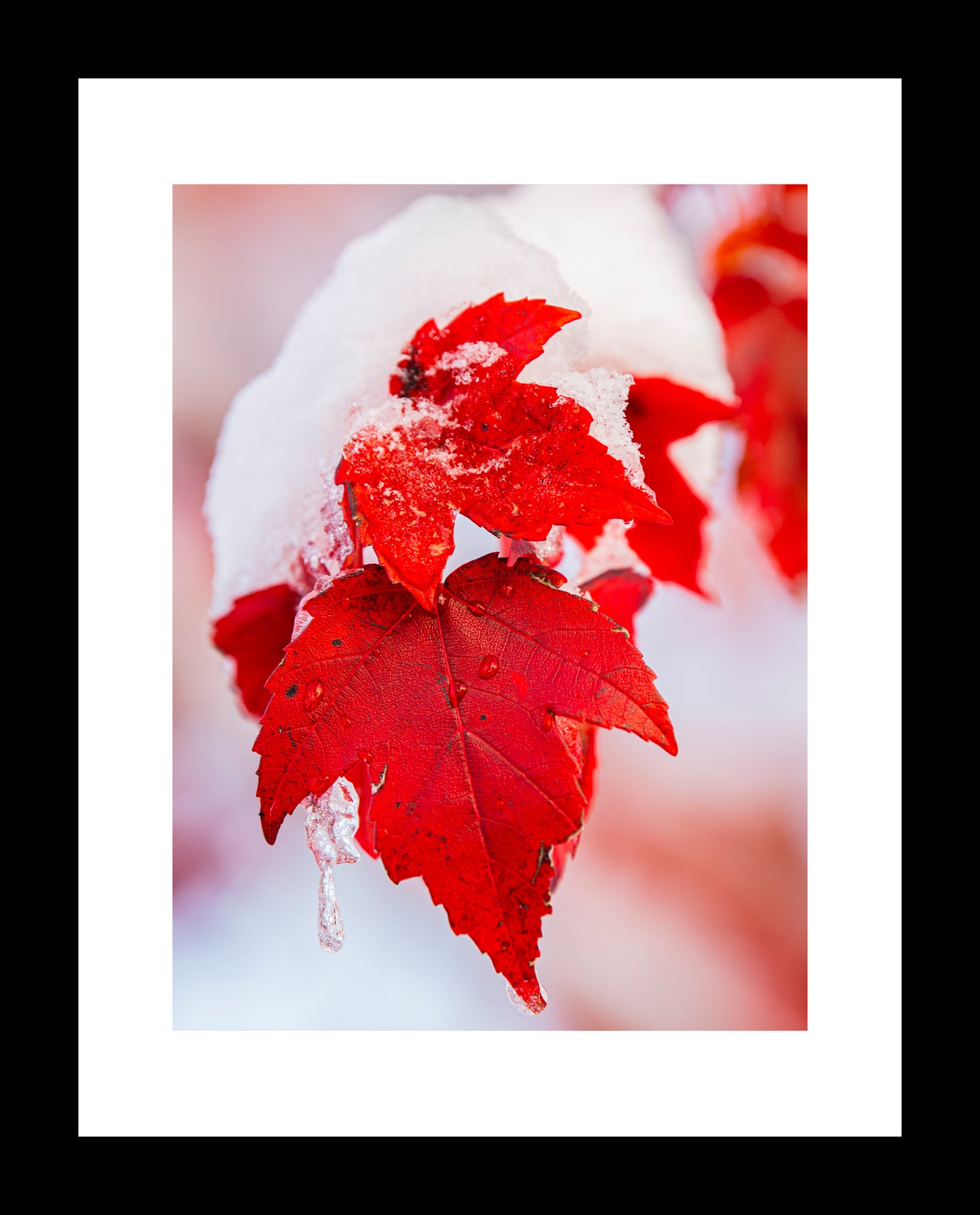 Red Maple Leaf