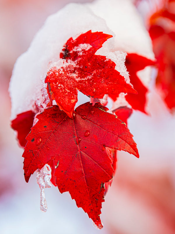 Red Maple Leaf