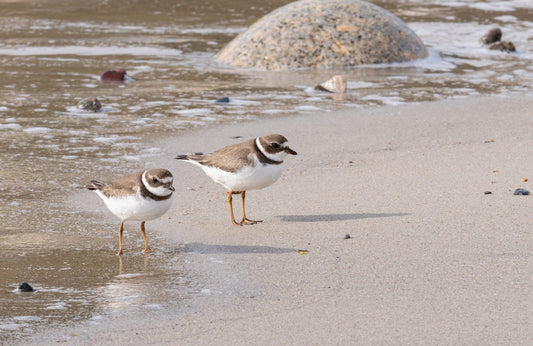 Queensland Beach Plovers 1/25