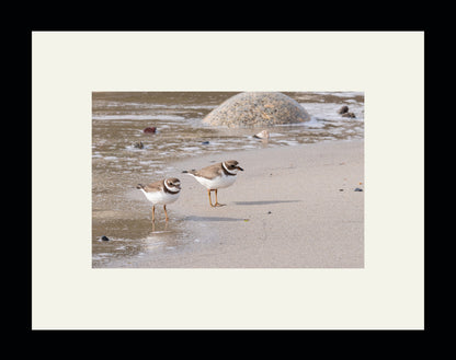 Queensland Beach Plovers 1/25