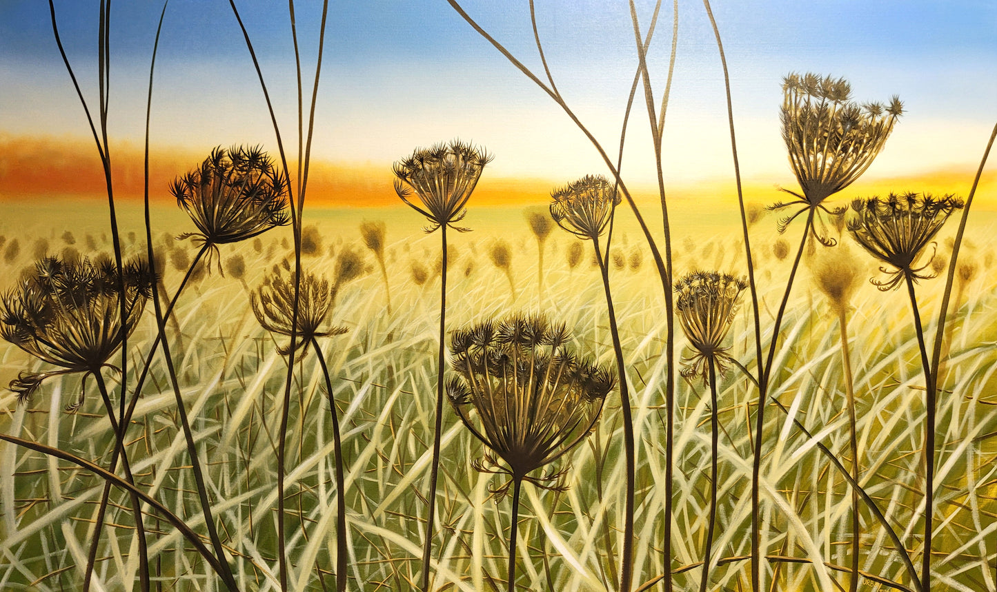 Wild Carrots in Autumn