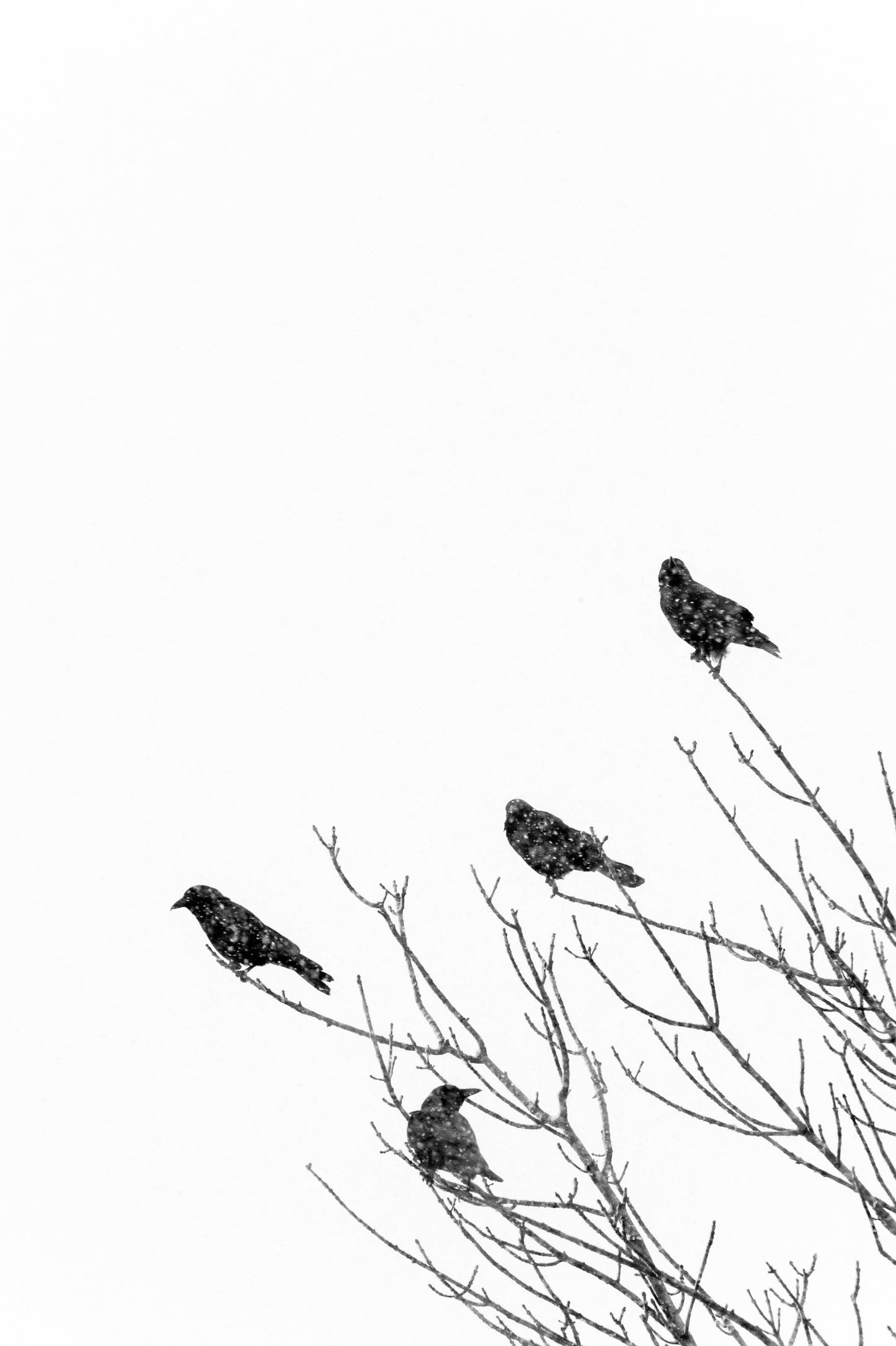 The Gathering