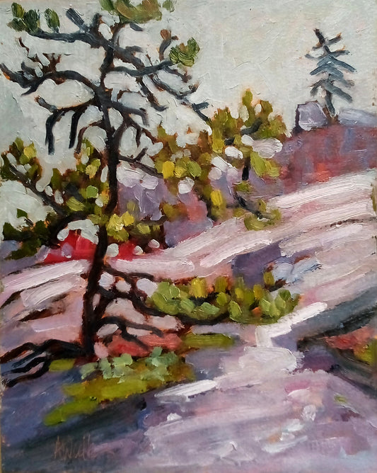 Jack Pine on Granite Ridge