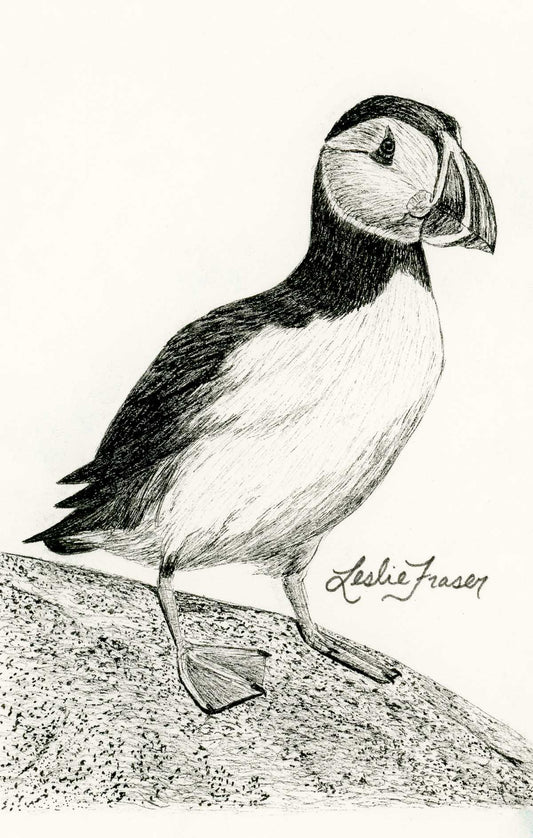 Atlantic Puffin