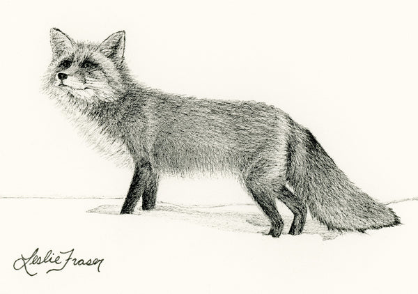 Red Fox 2