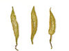 Seed Pod #3