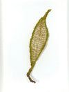 Seed Pod #1